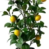 Drzewko cytrynowe Lemoni 157