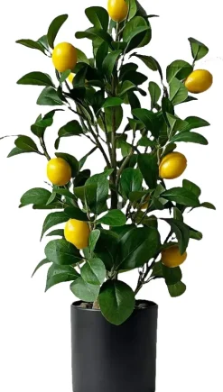 Drzewko cytrynowe Lemoni 157
