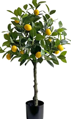 Drzewko cytrynowe Lemoni 158