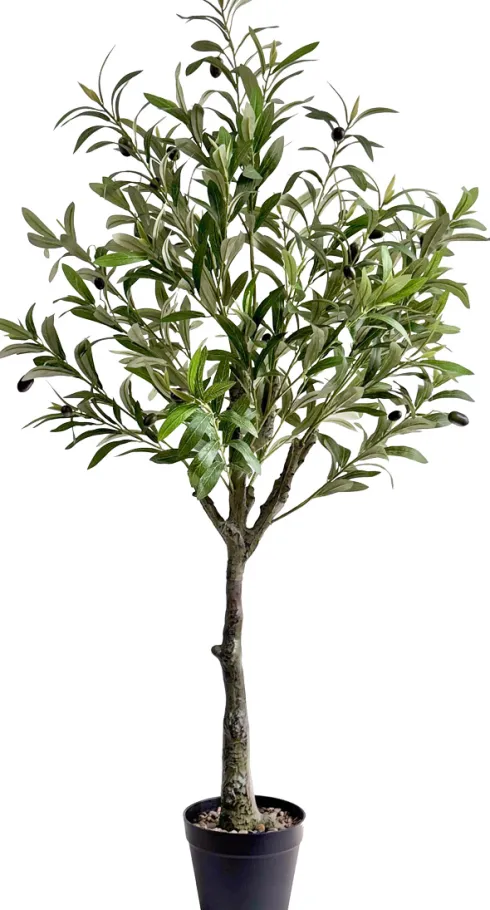 Drzewko oliwne Florino 129