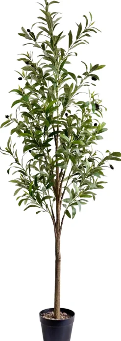 Drzewko oliwne Florino 130