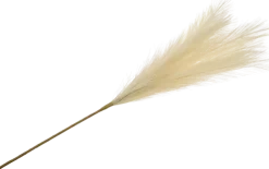 Gałązka trawy pampasowej Florino 159 (beżowy)