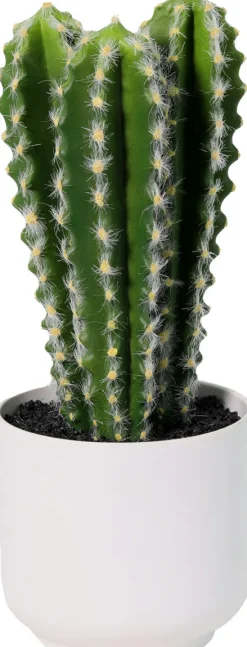Kaktus Florino 9