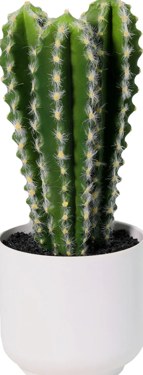 Kaktus Florino 9