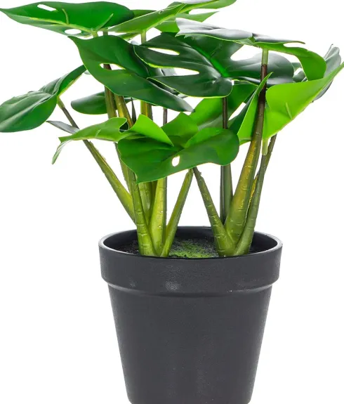Monstera Florino 91