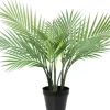 Palma Florino 137 (50cm)
