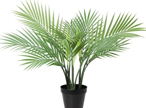 Palma Florino 137 (50cm)