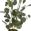 Roślina Florino 120