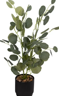 Roślina Florino 120