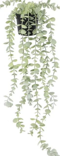 Roślina Florino 138