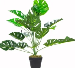 Roślina Tasso monstera 65