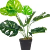 Roślina Tasso monstera 63