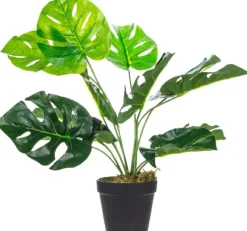 Roślina Tasso monstera 63