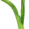 Tulipan Florino 92 (biały)