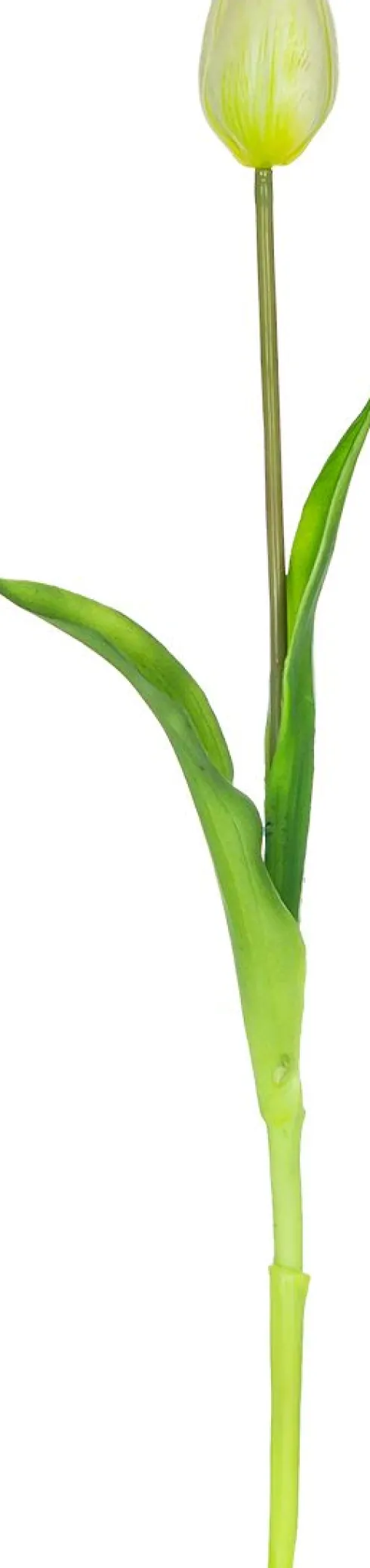 Tulipan Florino 92 (biały)