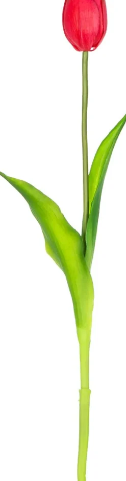 Tulipan Florino 92 (ciemny róż)