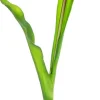 Tulipan Florino 92 (czerwony)