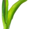 Tulipan Florino 92 (jasny róż)