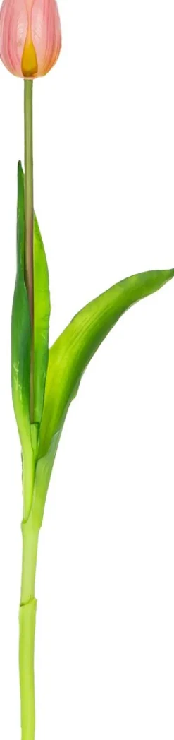 Tulipan Florino 92 (jasny róż)