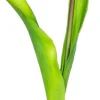 Tulipan Florino 92 (żółty)